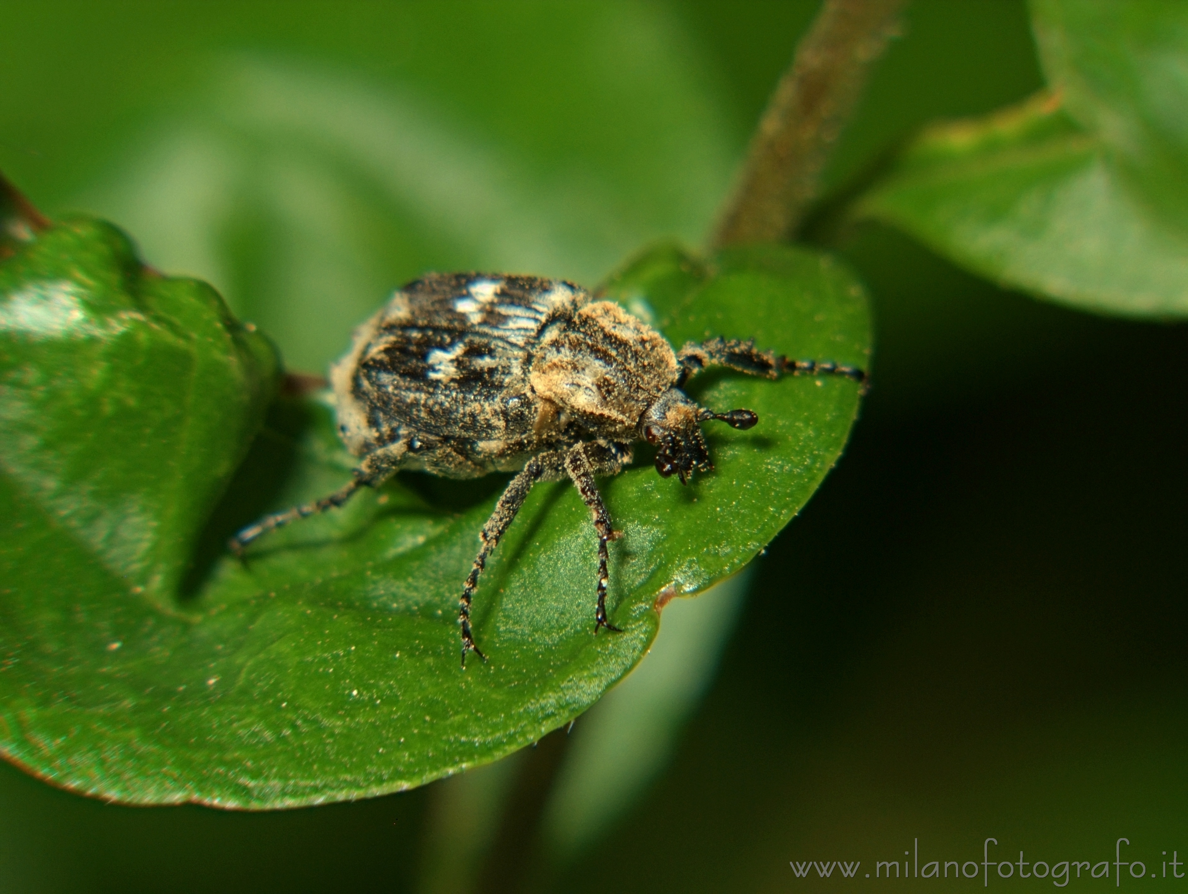 Cadrezzate (Varese, Italy) - Valgus hemipterus